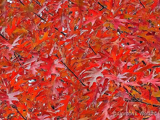 Autumn Oak Leaves_DSCF5263.jpg - Photographed at Smiths Falls, Ontario, Canada.